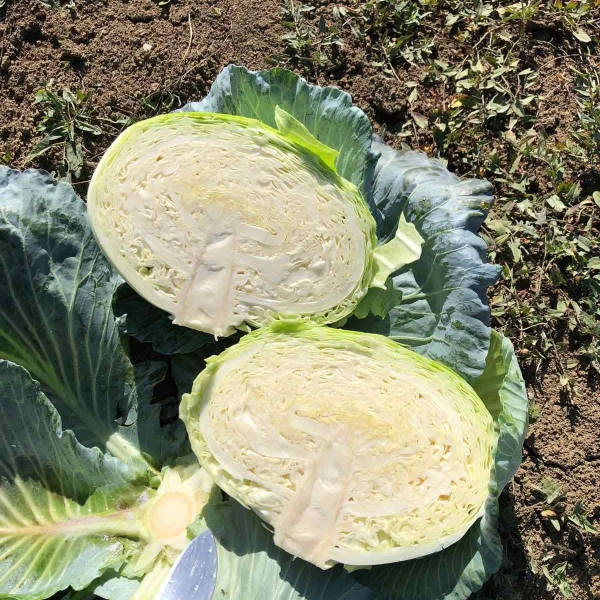 SARMELLO